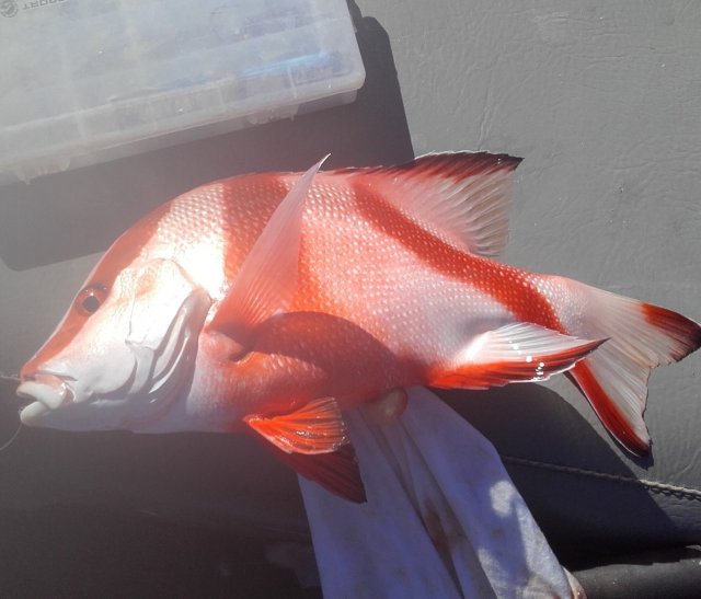 Juvenile red Emperor Juvenile red Emperor