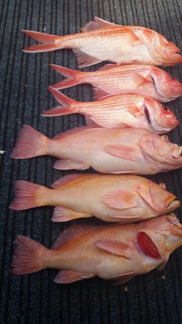 Take home catch of Breaksea Cods and Redfish