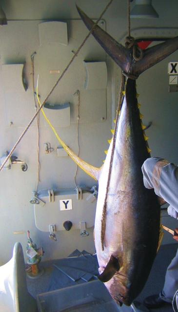 Big yellowfin