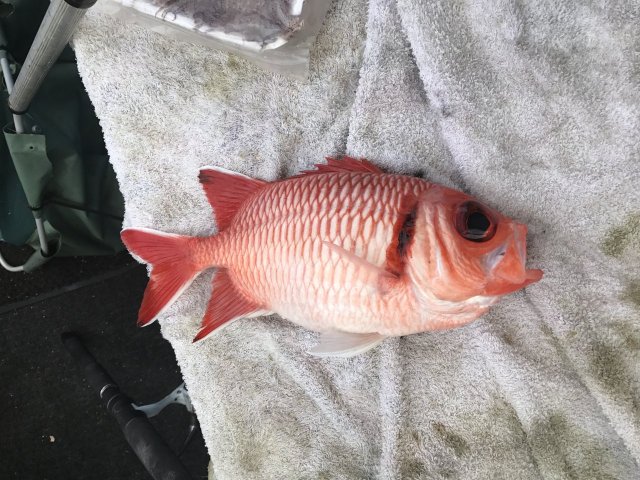 fish ID 
