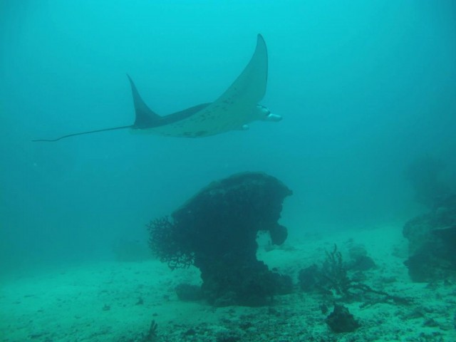 Manta Dive