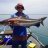 Gulf Cobia 