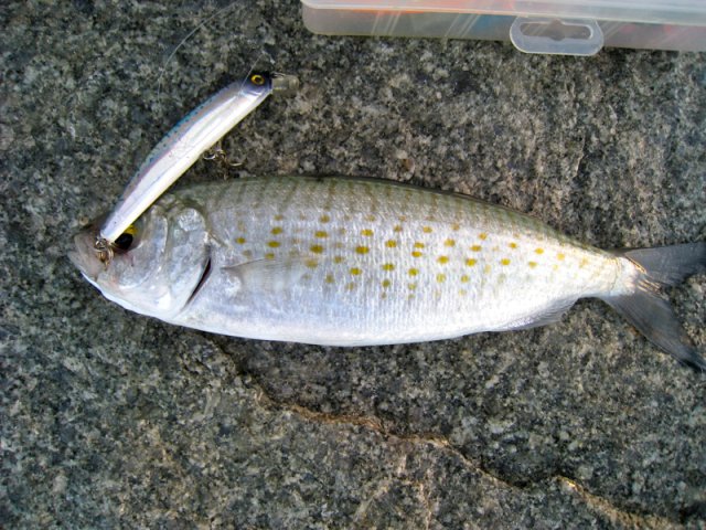 Herring on Crystal Minnow Herring on Crystal Minnow