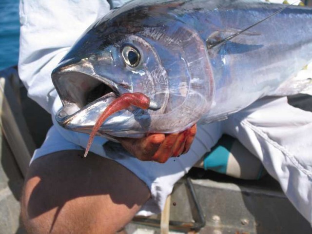 YUMCHAAAAA YUMCHAAAAA