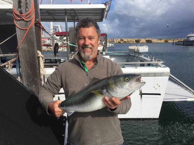 Salmon in the marina Salmon in the marina