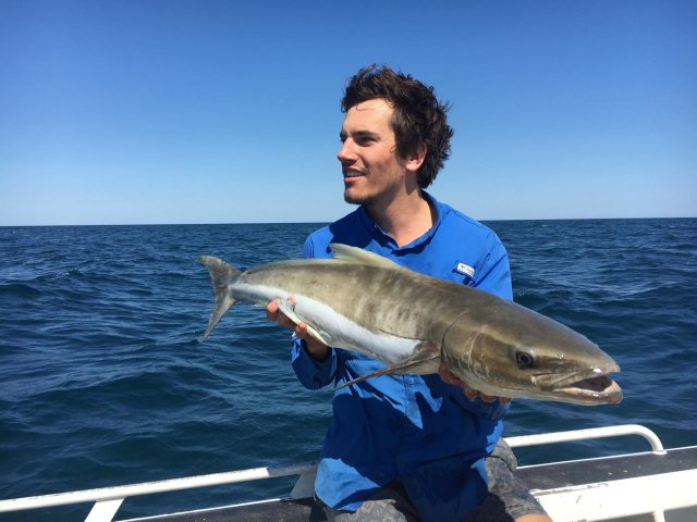 First cobia of the year