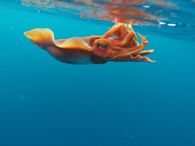 POTM - Cuttlefish on Plackie