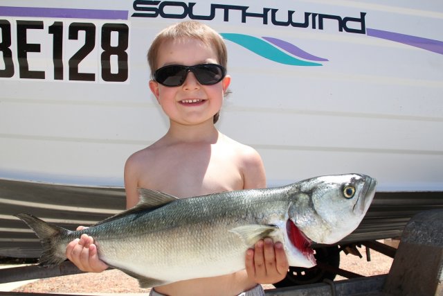 Nice Greenback on 4lb Nice Greenback on 4lb
