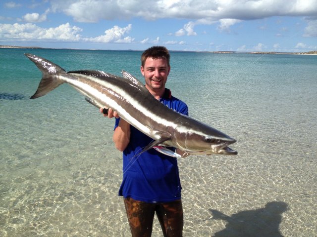 PB Cobia from shelter bay