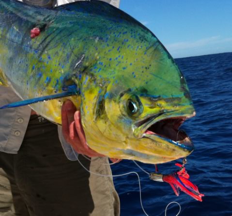 Dolphinfish on a Richter Lures Jr Tornado Dolphinfish on a Richter Lures Jr Tornado