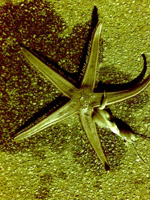 starfish at e -shed starfish at e -shed