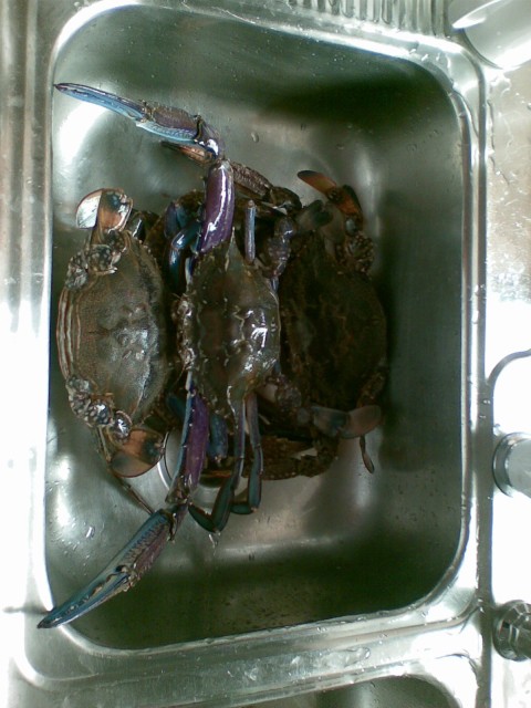 blue manna crabs