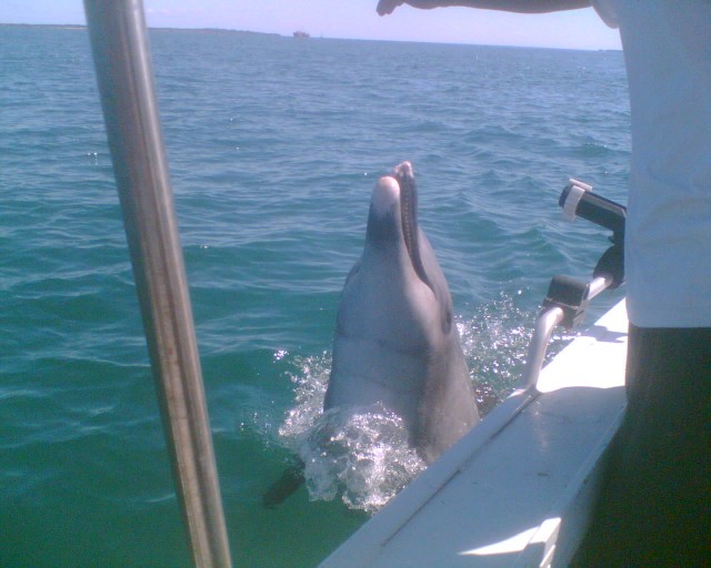 who needs a dolphin charter