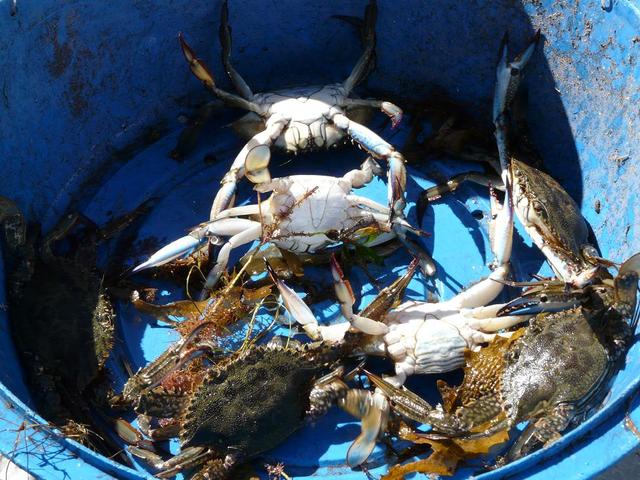 First string and 8 crabs