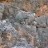 Yardie Creek Rock Wallaby