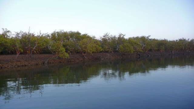 Mangrove lined North-West creek