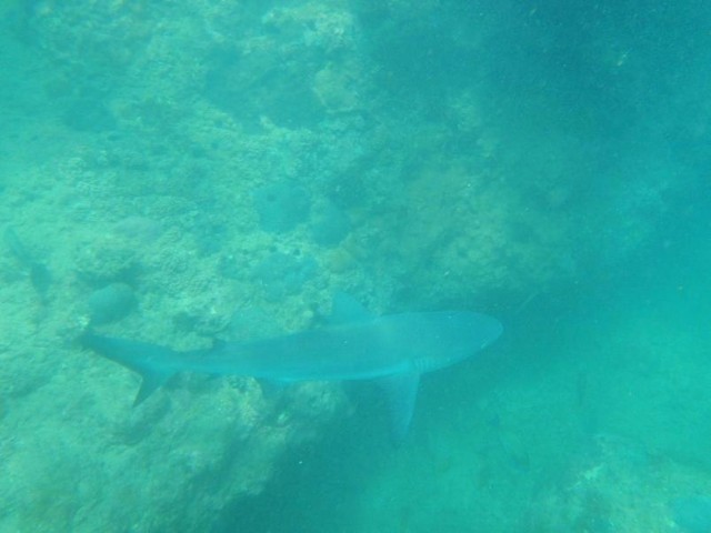 one of the bronzies we swam with yesterday