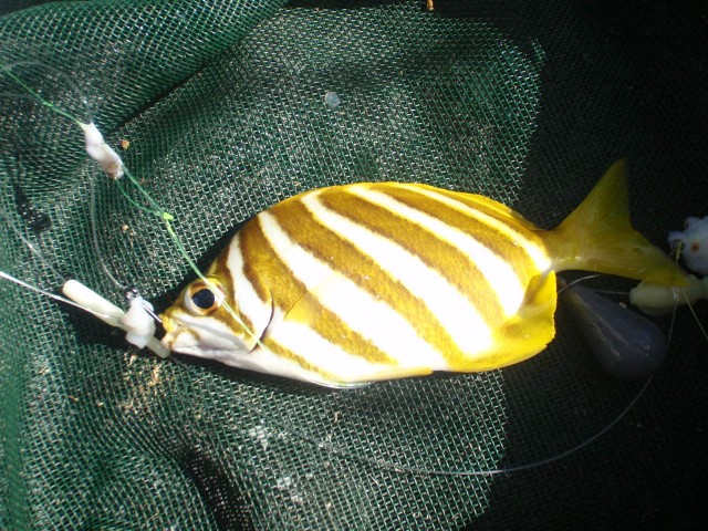 Anyone know what kind of fish this is????
