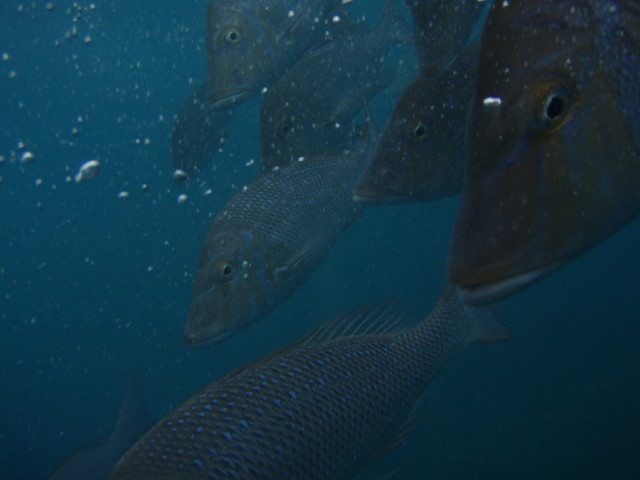 Coral Bay spanglies
