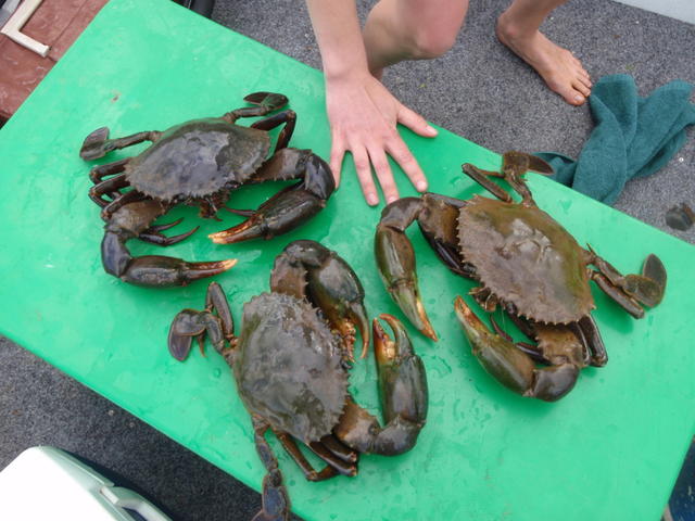 Cossack Crabs