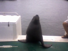 sami the seal nr 10! sami the seal nr 10!