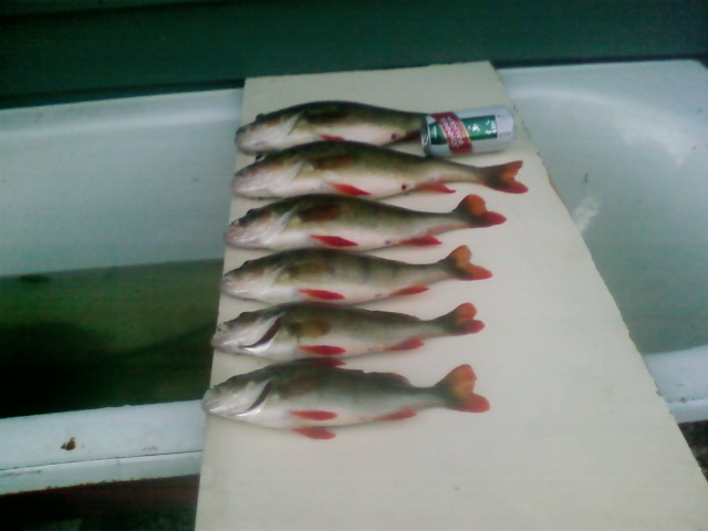 NICE REDFIN NICE REDFIN