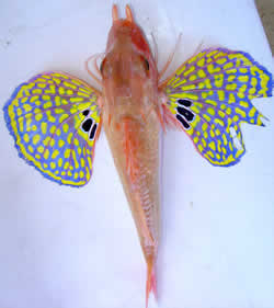 gurnard