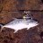 First Pilbara Fish