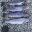 Rainbow Trout Rainbow Trout