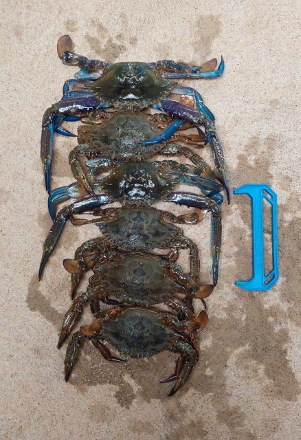Crabs Crabs