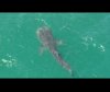 City Beach whale shark
