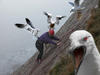 This might give you second thoughts the next time you go fishing off the rocks