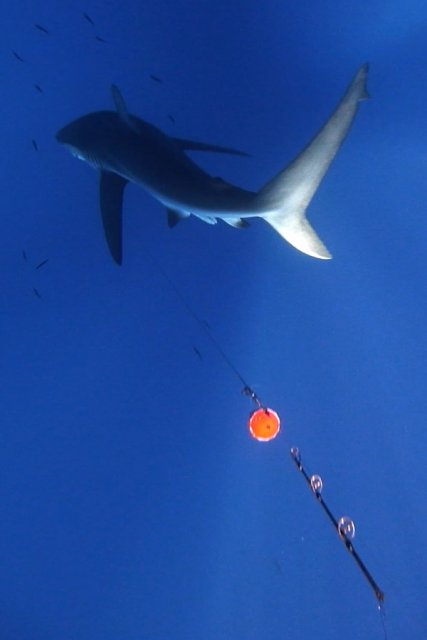 Sharky Sharky