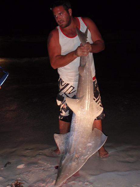 Big Shovel caught up near wedge got 4 eagle rays that night arms where buggered