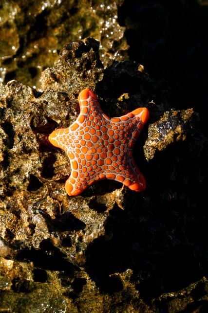 Starfish Starfish