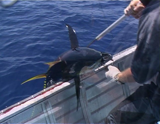 Tuna Tuna