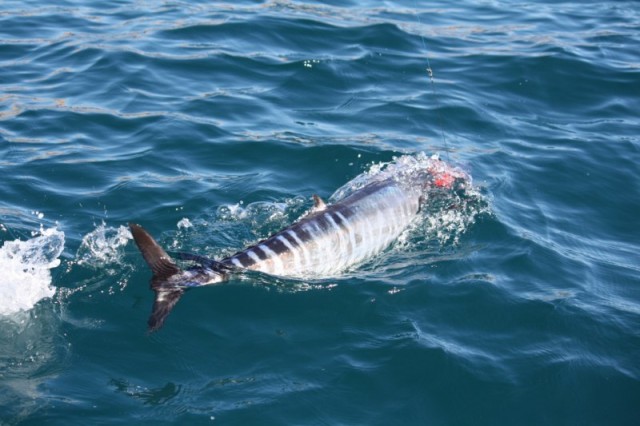 Wahoo in the water