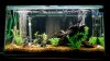 New Fish Tank