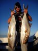 amberjacks- for the gallery