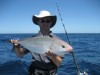 Amberjack off the barges