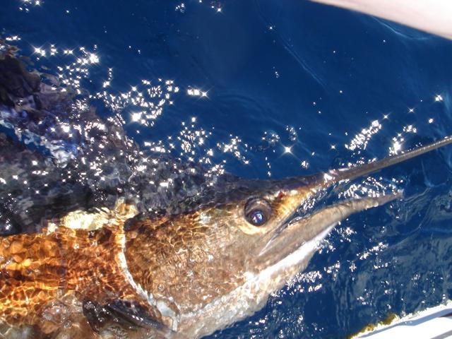 Sailfish Closeup Sailfish Closeup