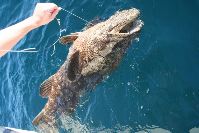 Big Cod Big Cod