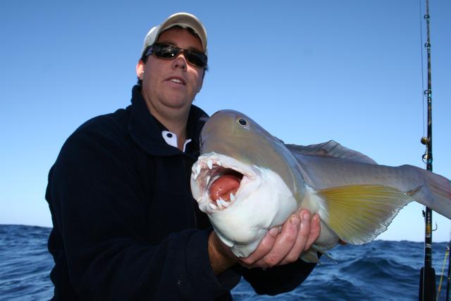 Bolts's Baldchin 1 Bolts's Baldchin 1