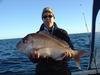 Inshore Pink Snapper