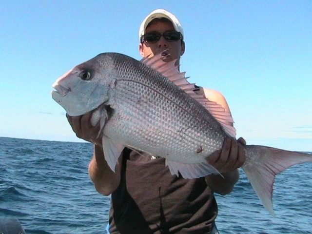 Long Weekend Snapper