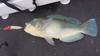 bone on a lure again