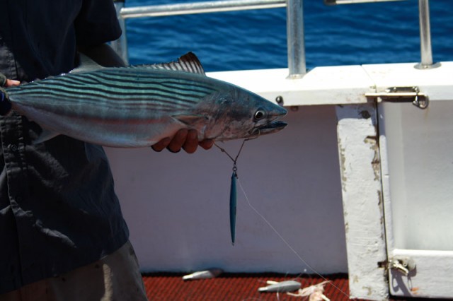 Bonito on jig Bonito on jig