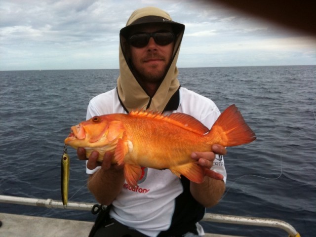 13 March 2010 : 47cm Breaksea Cod on jig. 13 March 2010 : 47cm Breaksea Cod on jig.