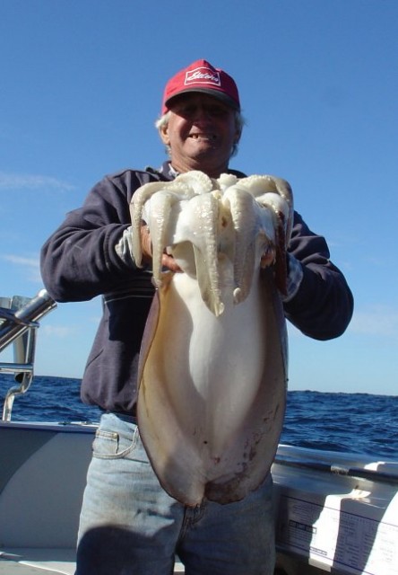 Brian Cuttlefish Brian Cuttlefish