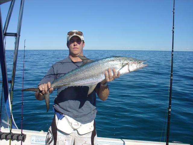 Murions Broad Barred Mackeral Murions Broad Barred Mackeral